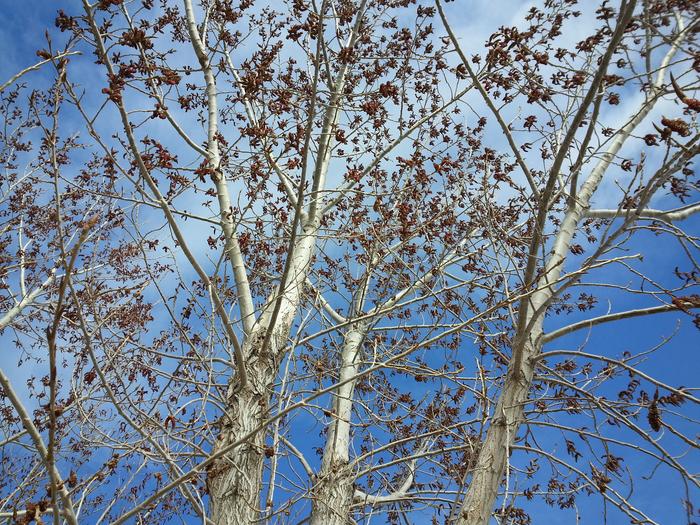 tree near salt lake