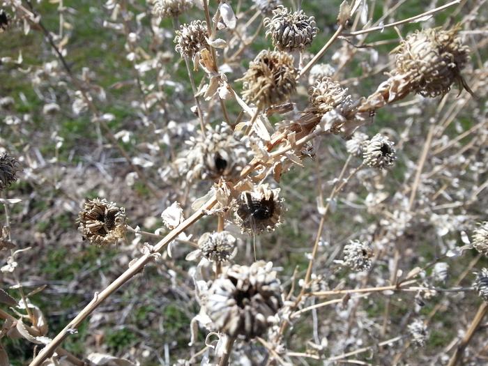 spiky wetland plant in bird refuge north of salt lake