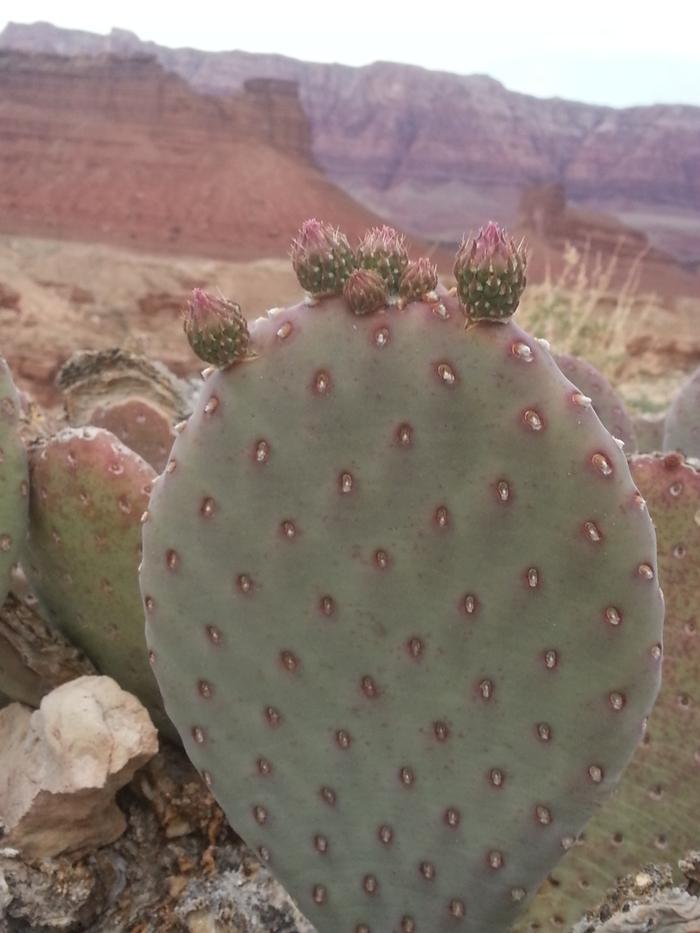 cactus at canyon's edge