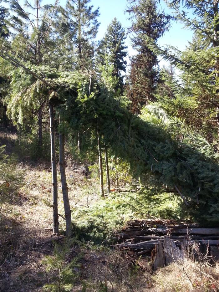 debris shelter from east, walls incomplete