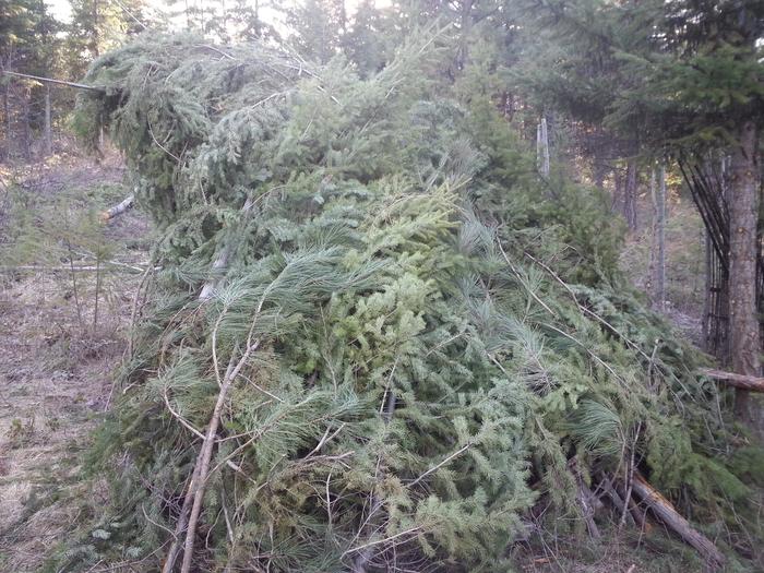 debris shelter from the northeast