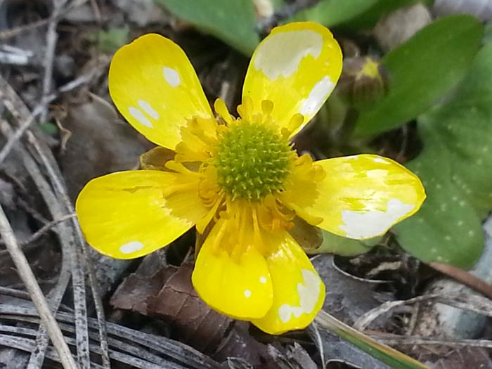 buttercup perhaps?