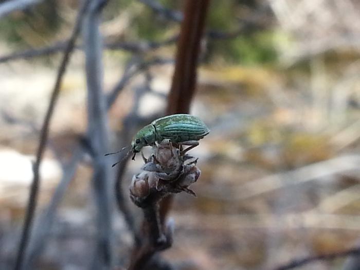 green beetle taking in the view