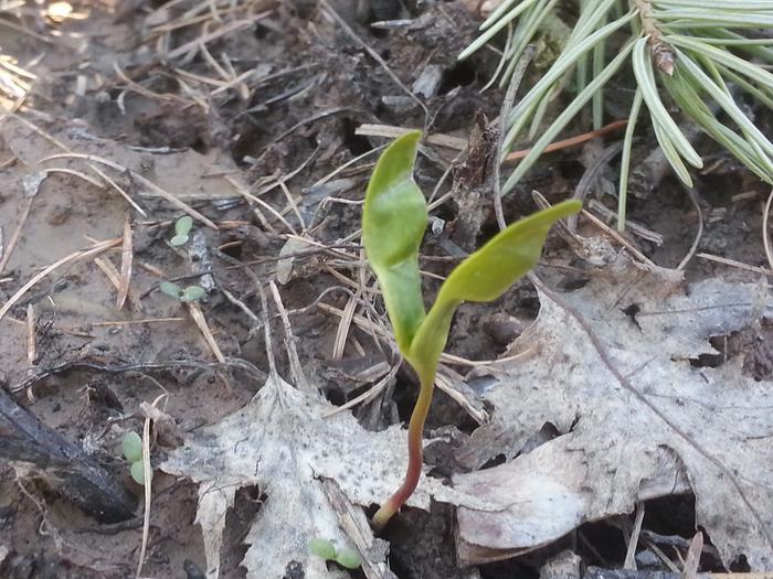 maple tree sapling in the berm