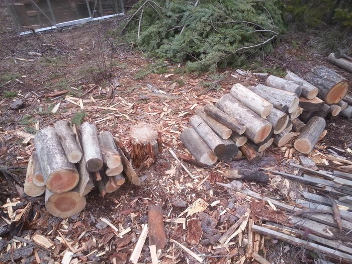 some firewood cut and ready to split