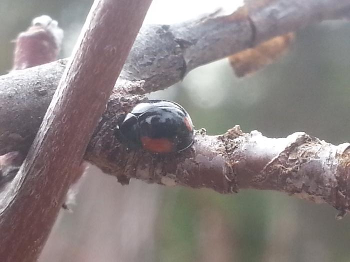 shiny black and red lady bug