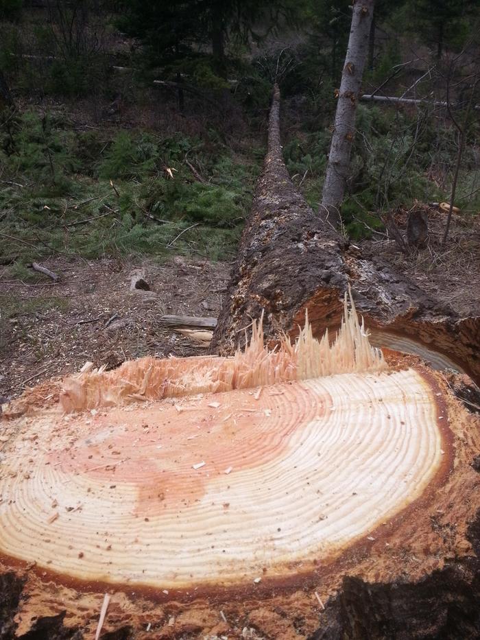 big felled tree in western Avalon