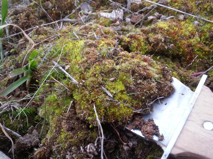 moss for stuffing into stone walls