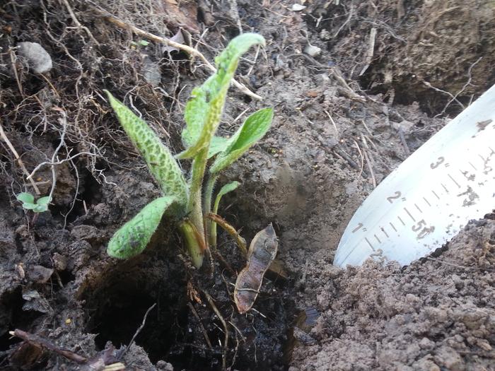 planting comfrey from Kelly