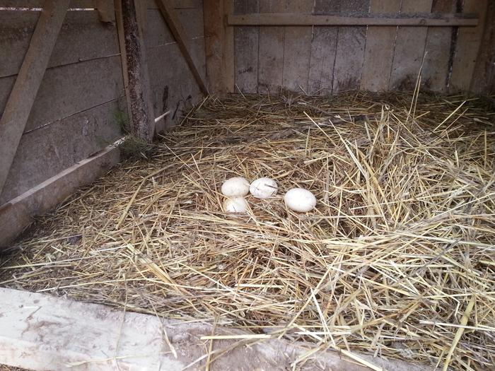 4 duck eggs!