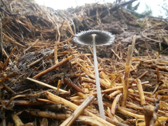 fungi on the hugel berms