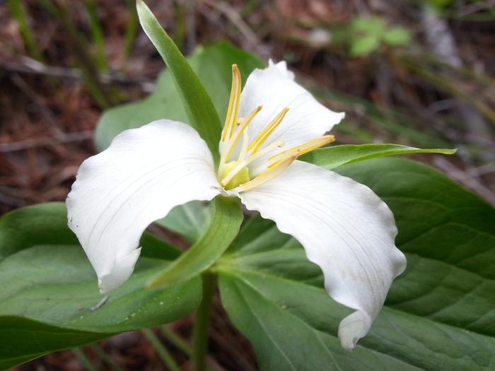 white trillium