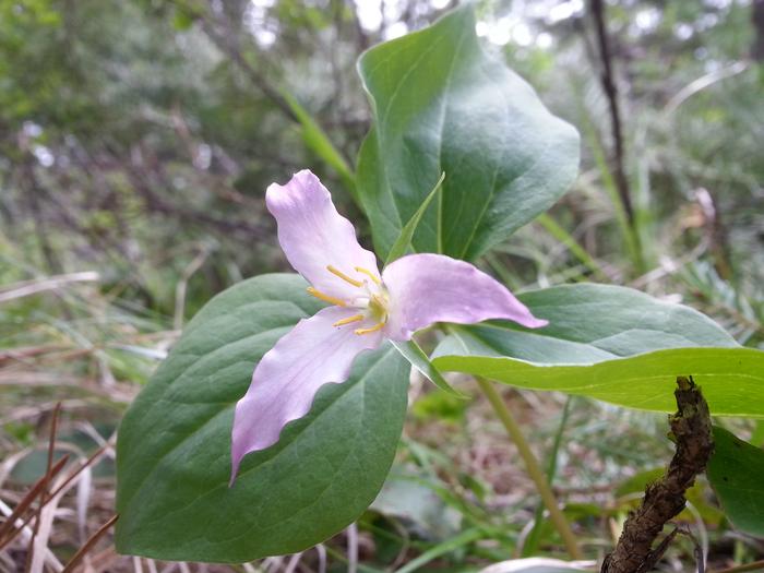 pink trillium
