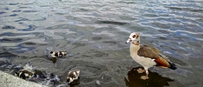 watchful goose