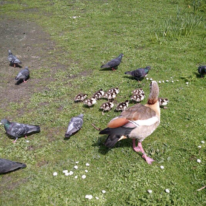 egyptian goose protecting her goslings from pigeons