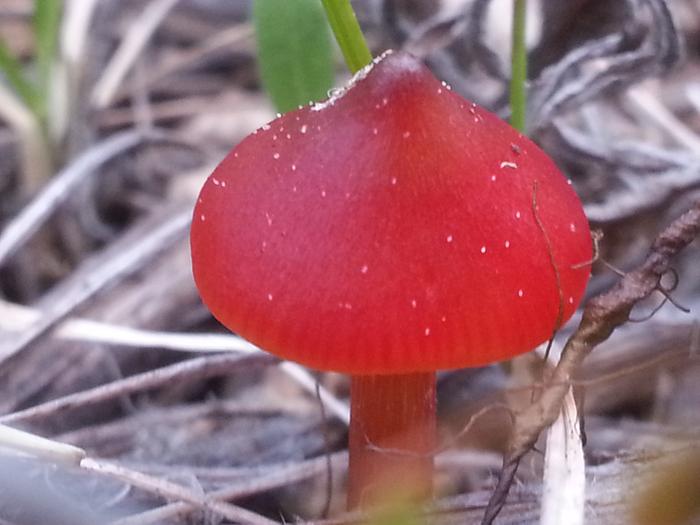 mushrooms are red