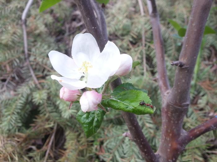ants love apple blossoms and this one does too