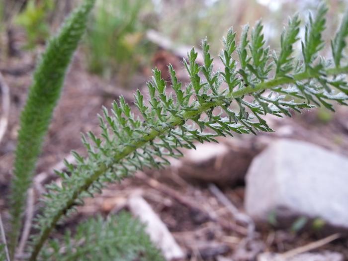 medicinal yarrow