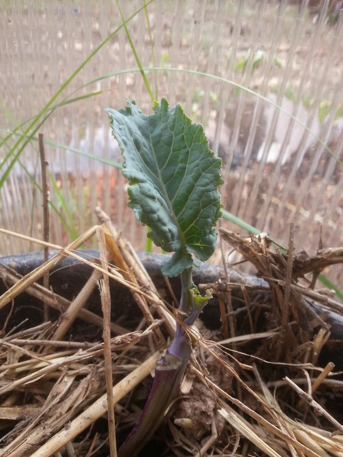 tree collard cutting 1