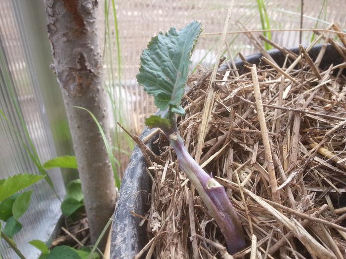 tree collard cutting 2