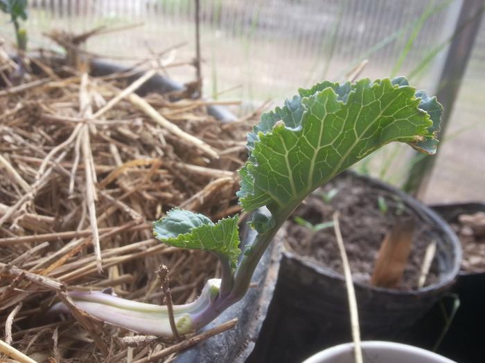 tree collard cutting 3