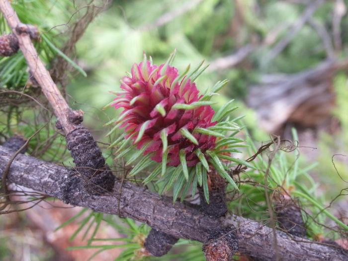 larch cone