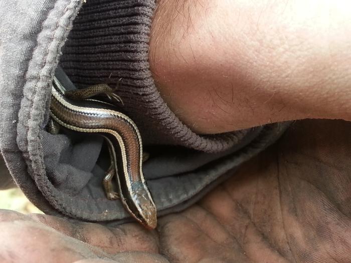 nothing up Kai's sleeves... except a skink?