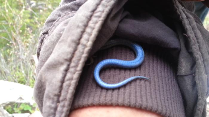 a skink? with a blue tail?