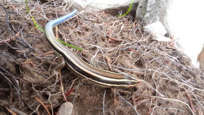 a blue-tailed skink?