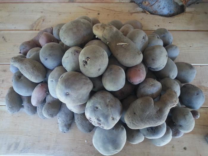 taters about to be planted