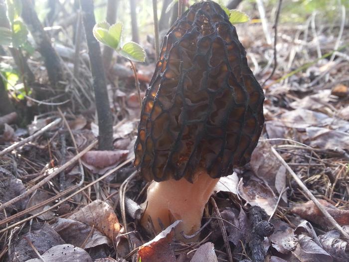 first morel discovered on Ava