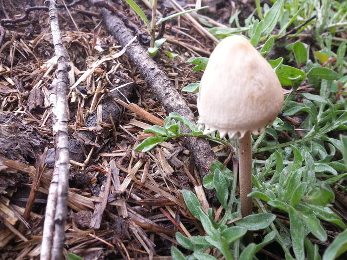 some other neat mushroom