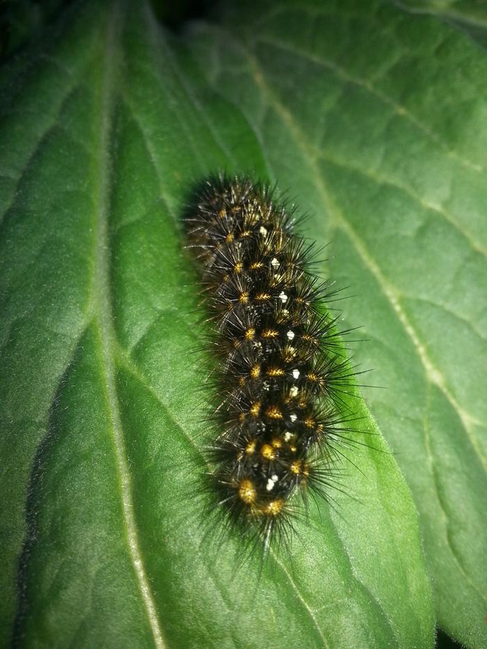 tent caterpillar