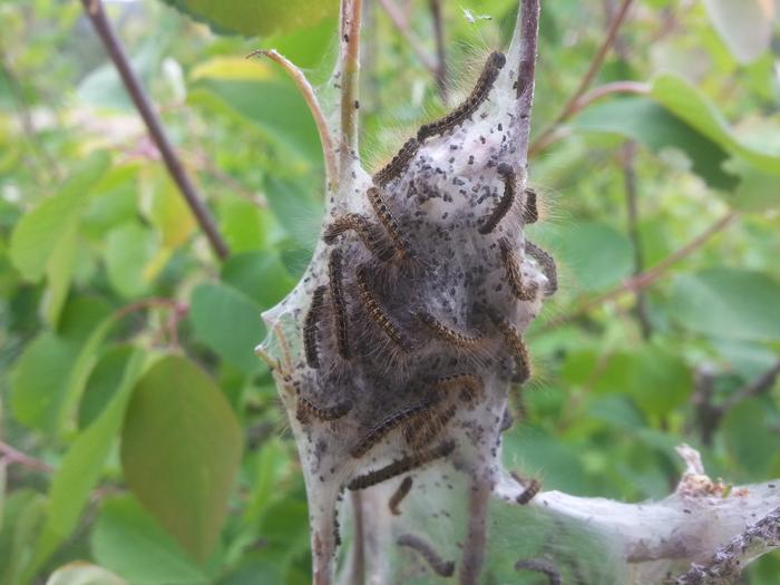 lots of tiny tent caterpillars