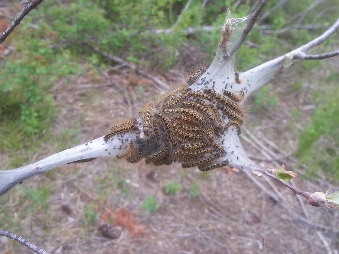 lots of slightly bigger tent caterpillars