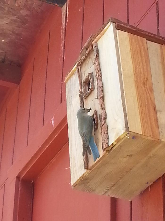 blue mama feeding baby bluebirds