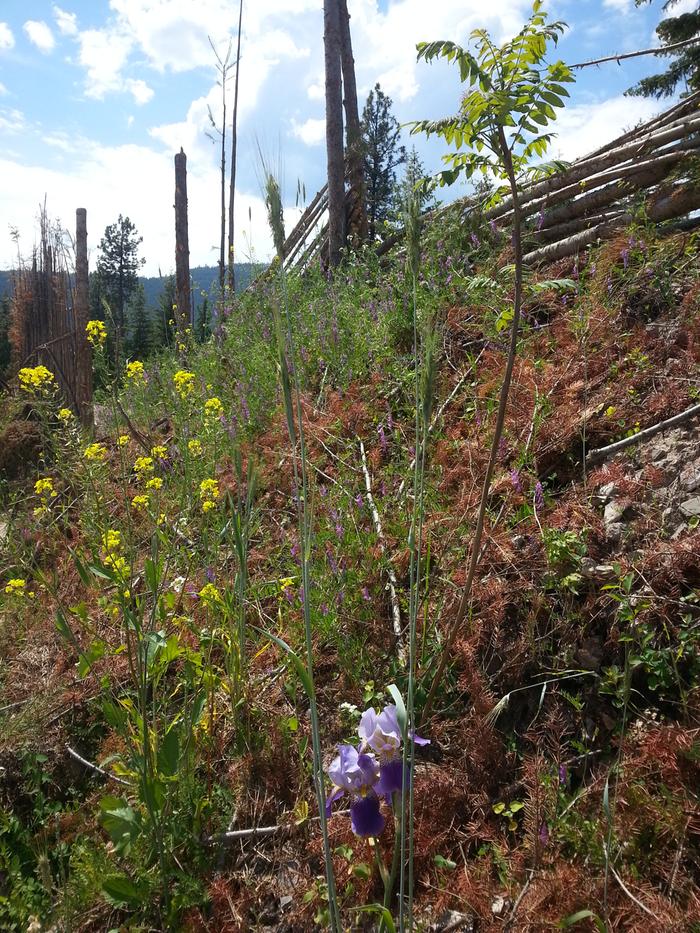 sumac, clover, daikon, mustard, iris, rye, vetch, buckwheat, yarrow, etc polyculture on east-facing hugelberm outside of fence Anarcadeah