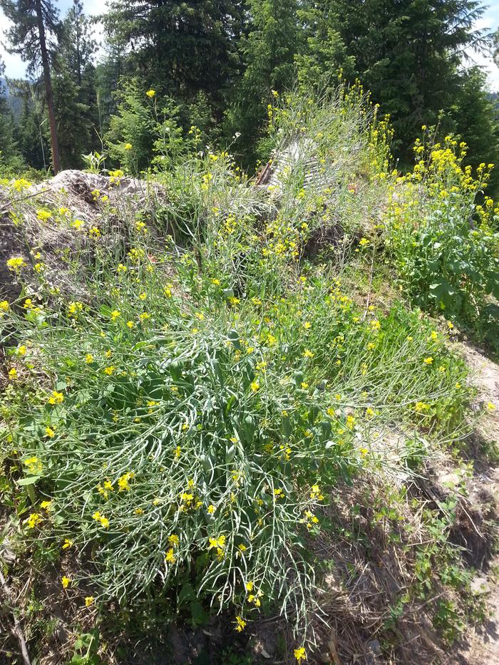kale going to seed on the north side of hugelberm Lewisylvania