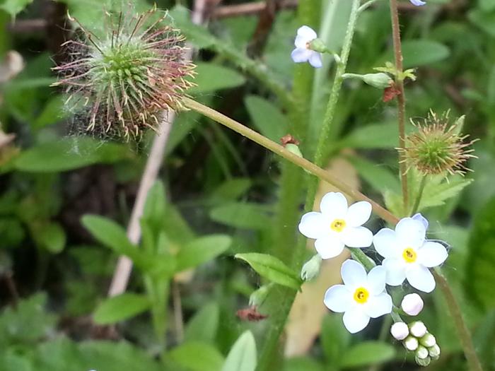 a plant spotted in greenough park missoula