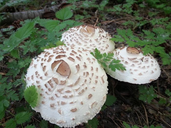 mouseshroom