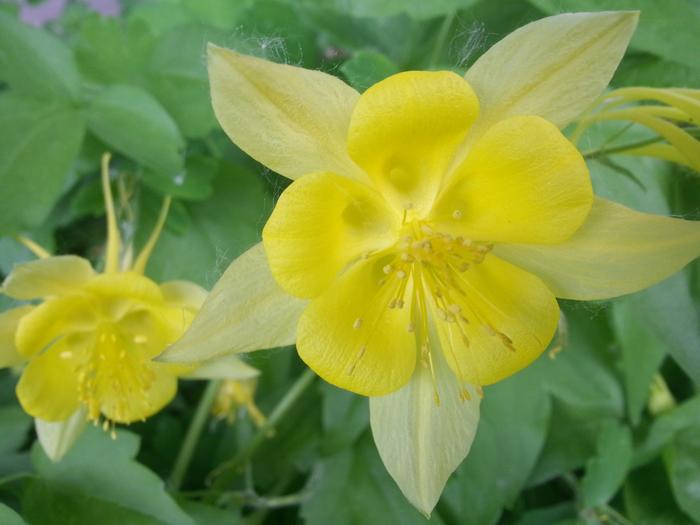coloradan yellow flower