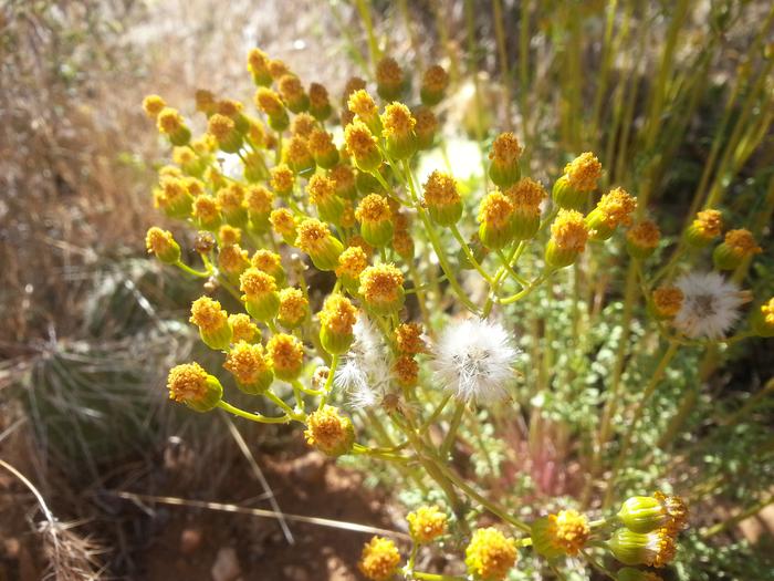 verde on the mesa 2