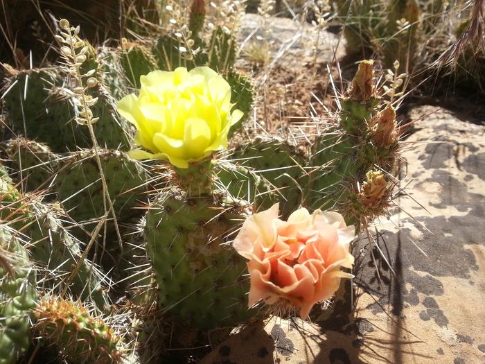 verde on the mesa 3
