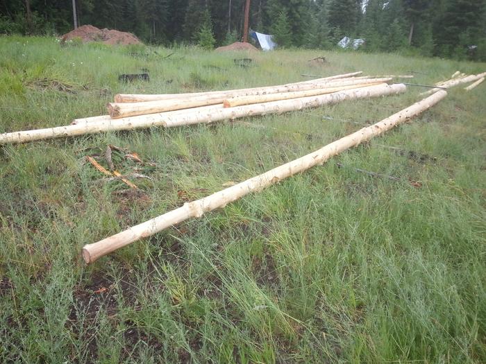 pile of peeled logs, Stevantium