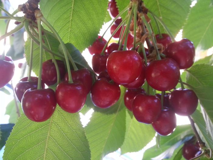 cherry heaven