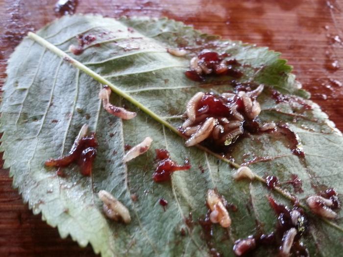 cherry maggot sushi