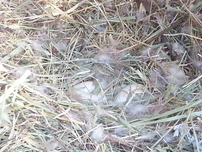 feather and straw lined nest