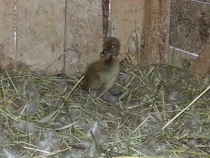 DUCKLING ALERT
