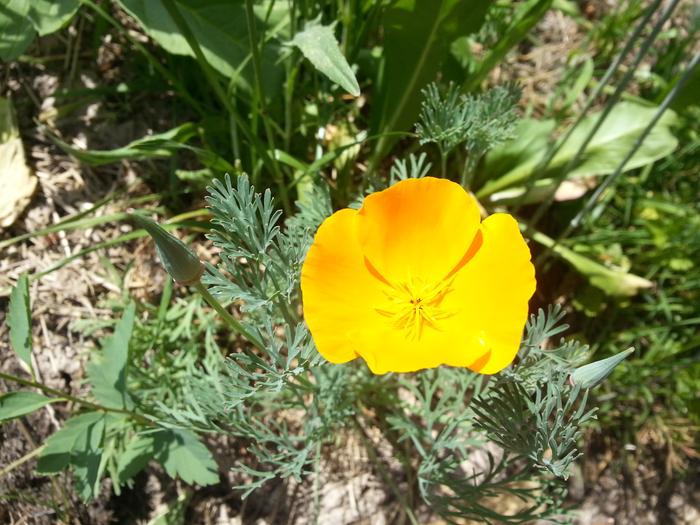 california poppy
