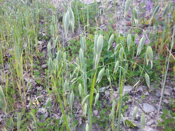 oats with clover